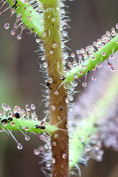 Drosera aquatica