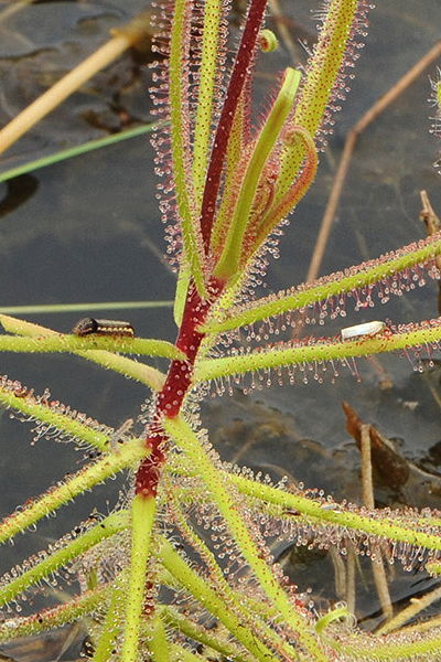 Drosera aquatica