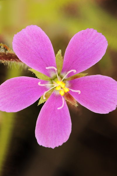 Drosera aquatica