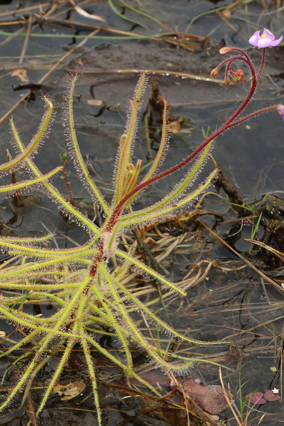 Drosera aquatica