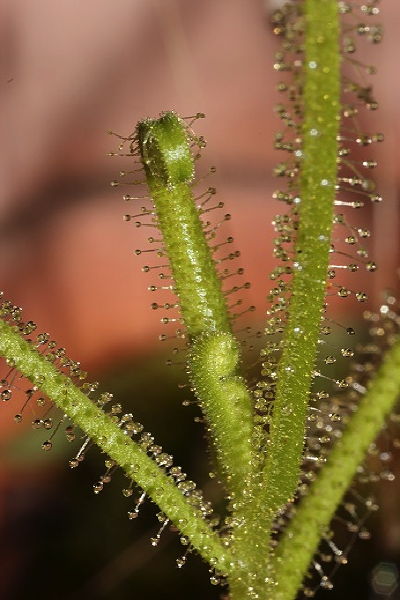 Drosera finlaysoniana