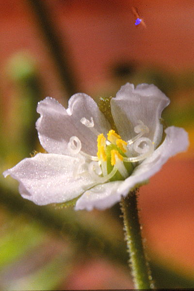 Drosera finlaysoniana