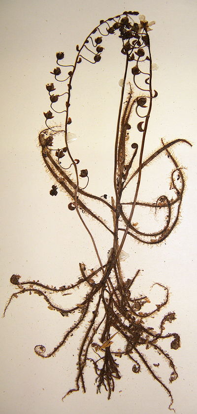 Drosera finlaysoniana