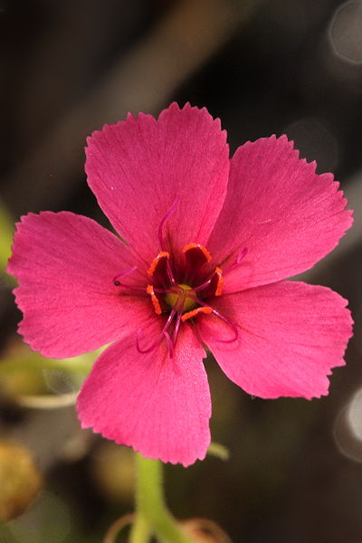 Drosera fragrans