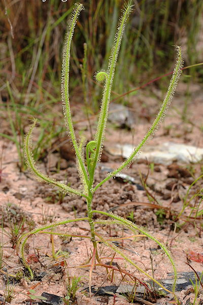 Droser fragrans