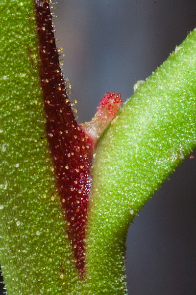 Drosera fragrans