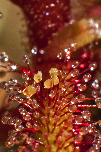 Drosera hartmeyeroroum