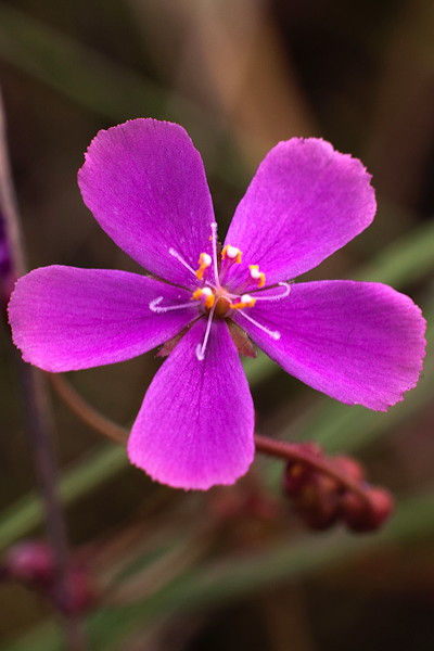 Drosera hartmeyerorum