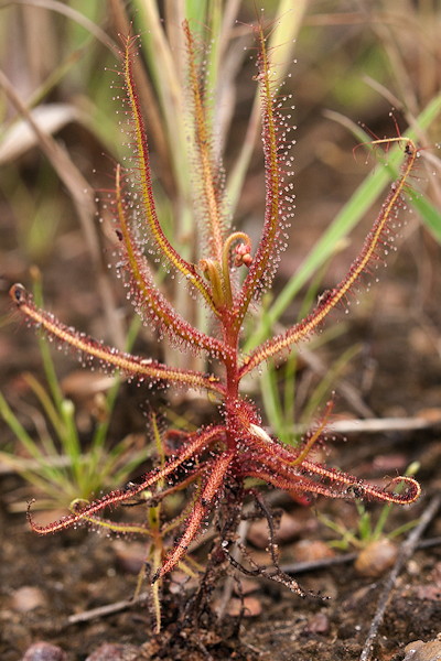 Drosera hartmeyerorum