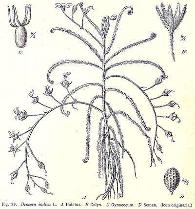 Drosera indica drawing