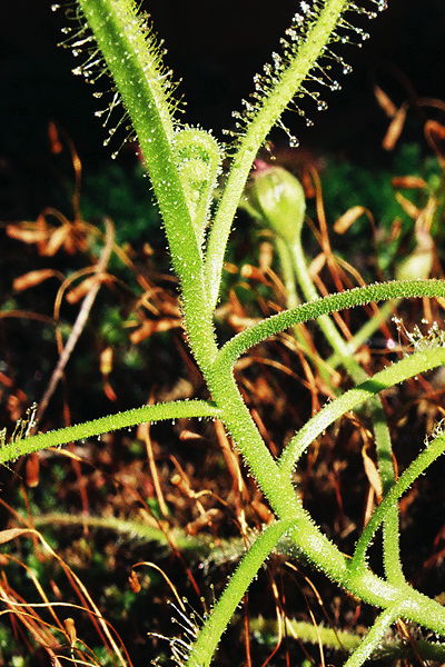 Drosera indica