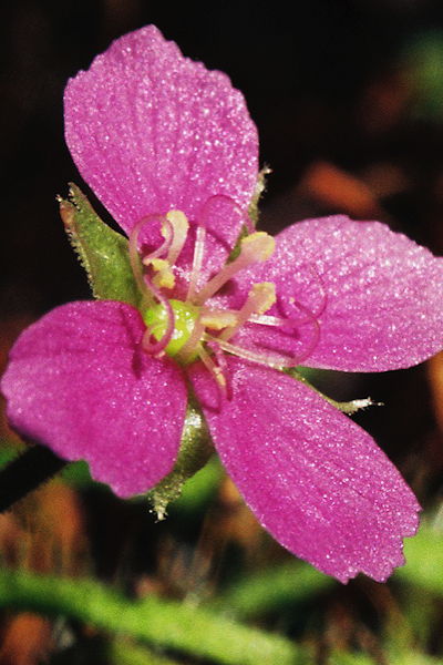 Drosera indica