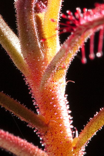 Drosera indica