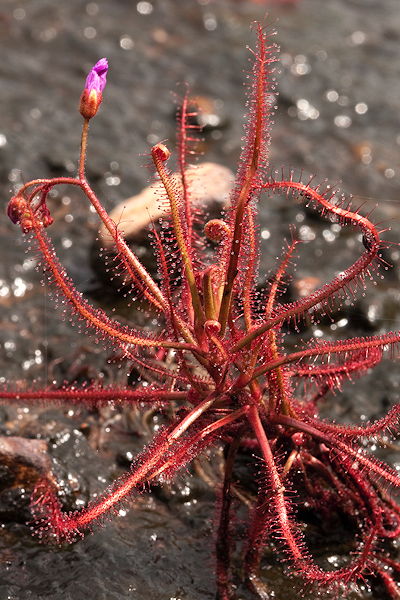 Drosera indica