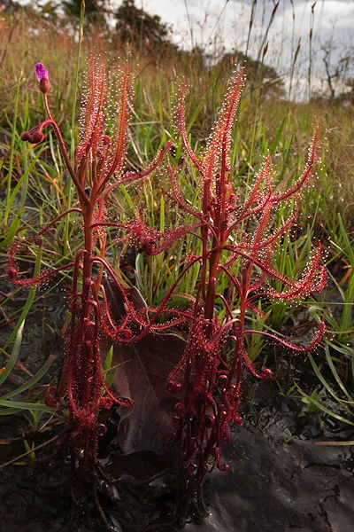 Drosera indica