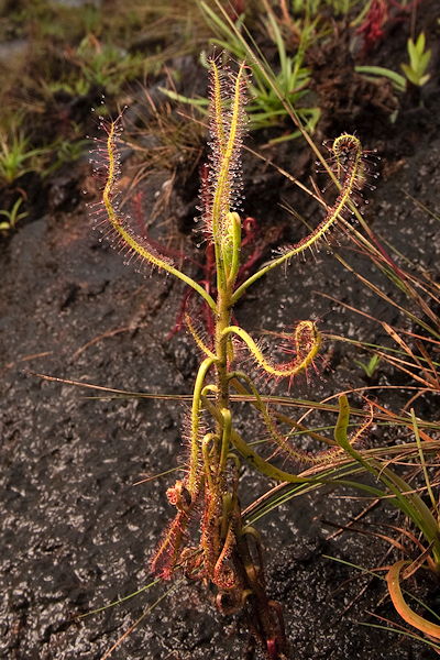 Drosera indica