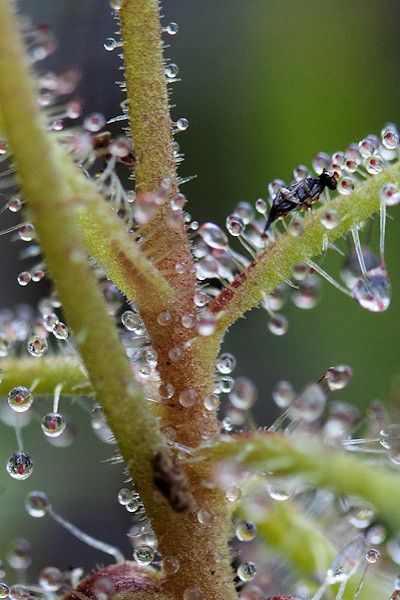 Drosera nana