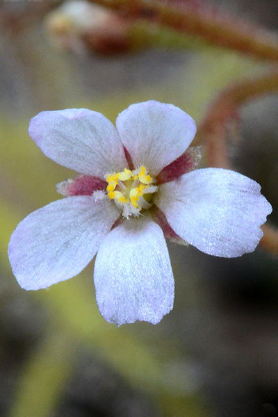 Drosera nana