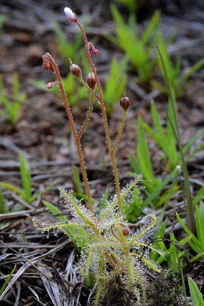 Drosera nana