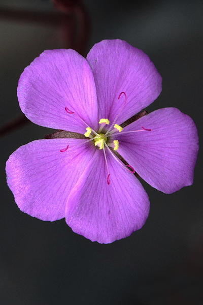 Drosera serpens