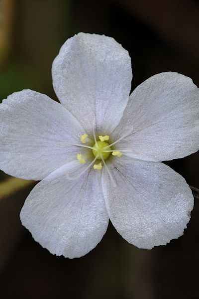 Drosera serpens