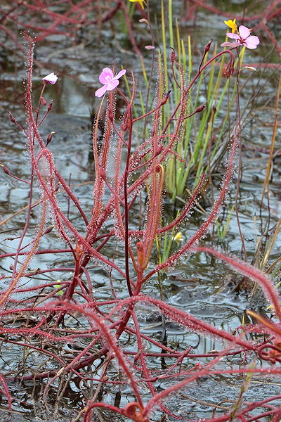 Drosera serpens