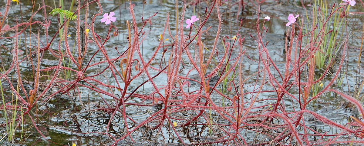 Drosera serpens