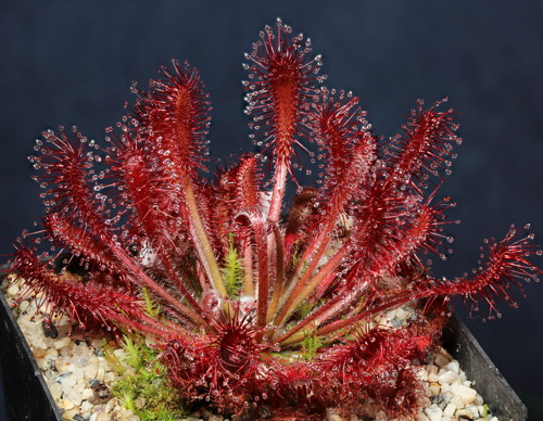 Drosera oblanceolata