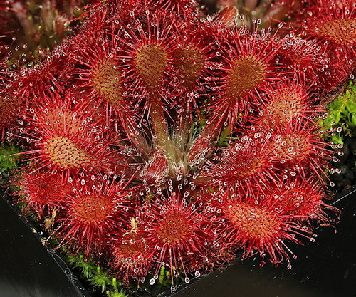 Drosera oblanceolata x spatulata