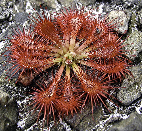 Drosera spatulata, New Zealand