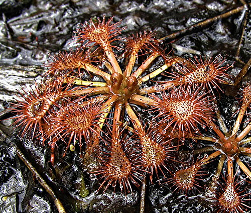 Drosera spatulata, New Zealand