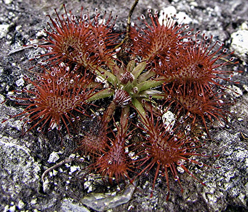 Drosera spatulata, New Zealand