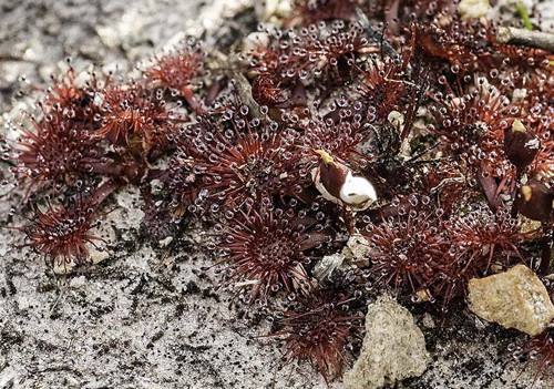 Drosera spatulata, New Zealand