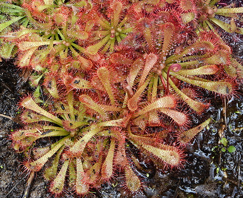 Drosera spatulata, NSW, Australia