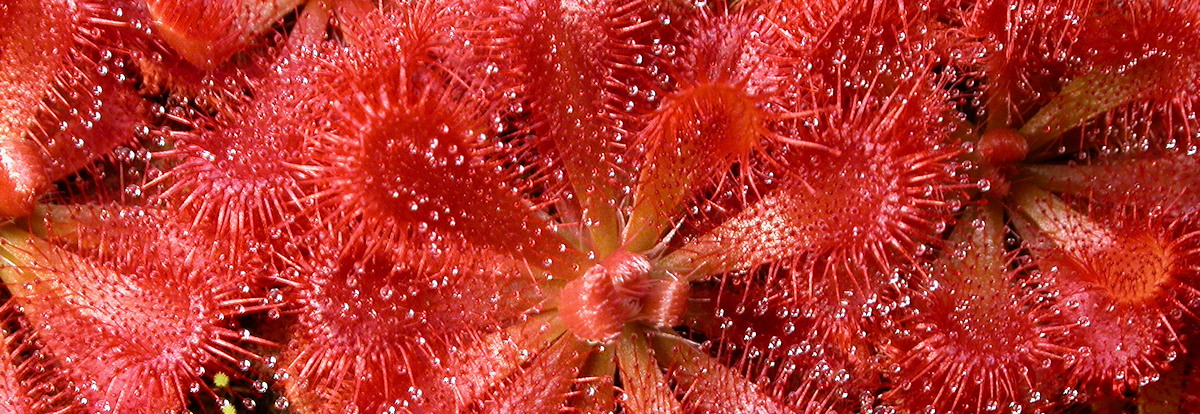 Drosera spatulata, Australia