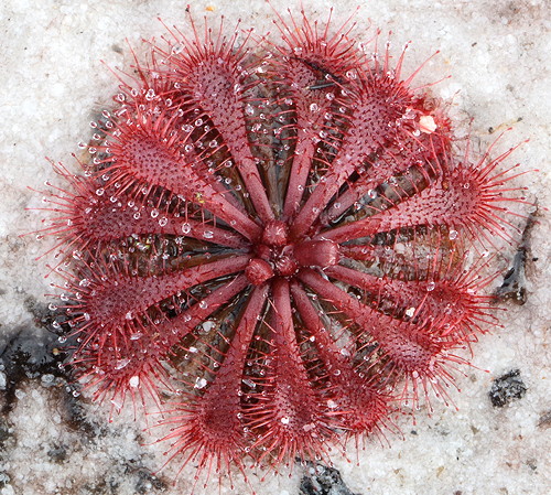 Drosera spatulata, Queensland, Australia