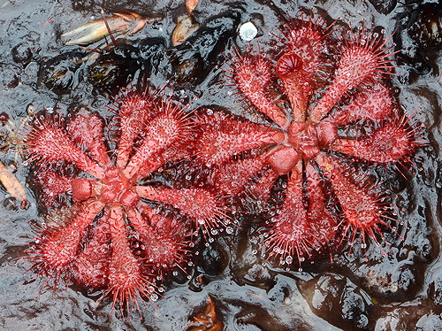 Drosera spatulata, Tasmania