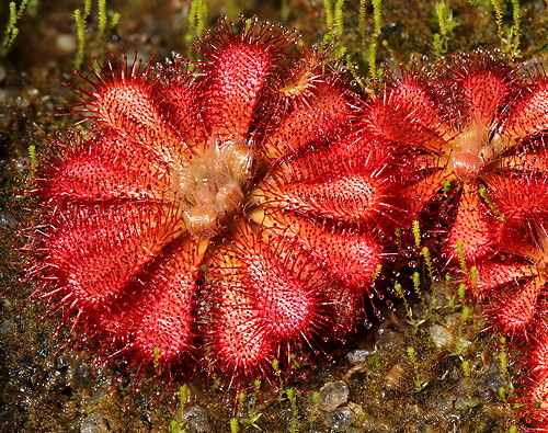 Drosera spatulata, Queensland, Australia