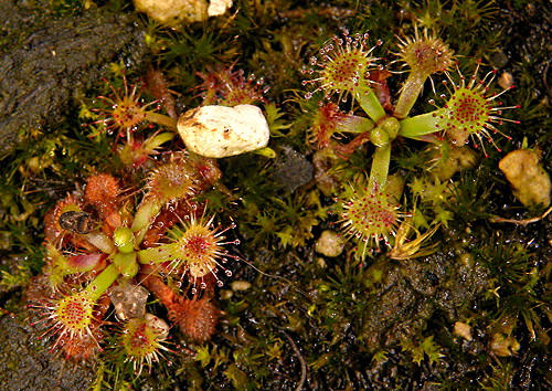 Drosera spatulata, NZ