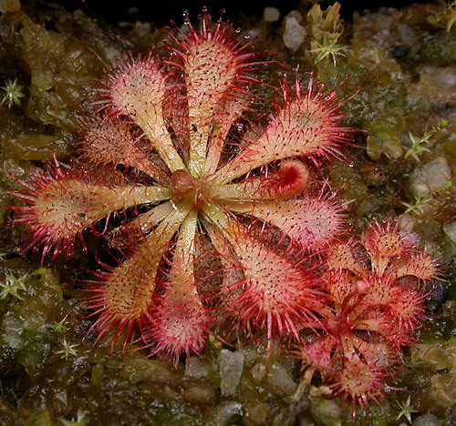 Drosera spatulata var. bakoensis