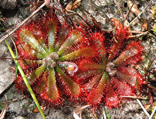 Drosera spatulata var. gympiensis