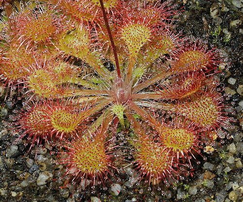 Drosera tokaiensis x rotundifolia