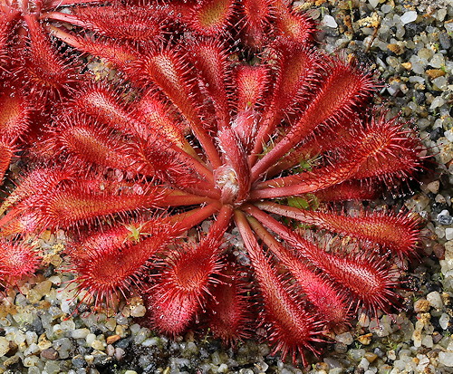 Drosera ultramafica x spatulata