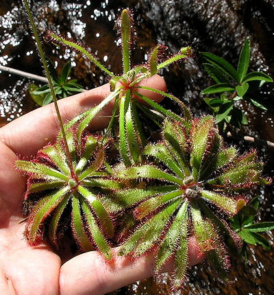 Drosera hybrid