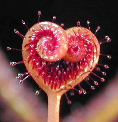 Drosera binata