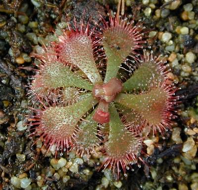 Drosera brevifolia