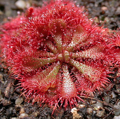 Drosera brevifolia