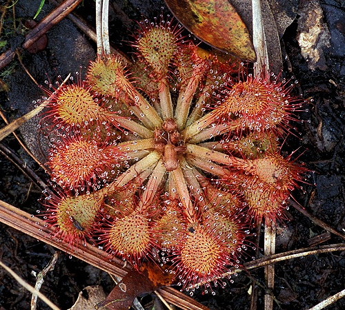 Drosera capillaris