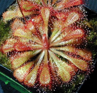 Drosera dielsiana x nidiformis