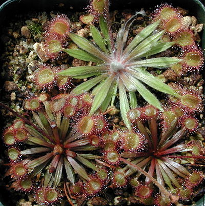 Drosera falconeri hybrids